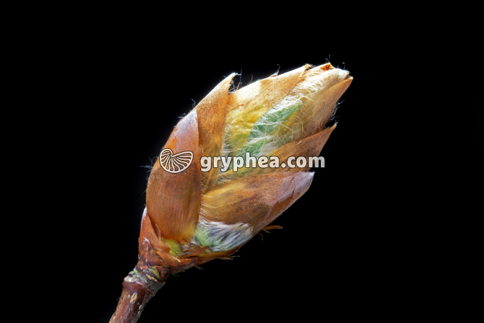 Hêtre - Bourgeon en débourrement - gryphea.org